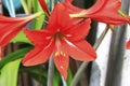 Blooming red amaryllis in the summer garden Royalty Free Stock Photo