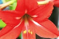 Blooming red amaryllis in the summer garden Royalty Free Stock Photo