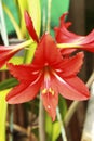 Blooming red amaryllis in the summer garden Royalty Free Stock Photo