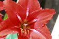 Blooming red amaryllis in the summer garden closeup Royalty Free Stock Photo