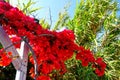 Blooming red bougainvillea