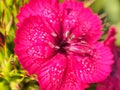 Blooming red buds Turkish carnations. Floriculture