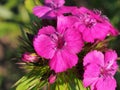 Blooming red buds Turkish carnations. Floriculture