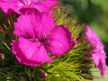 Blooming red buds Turkish carnations. Floriculture