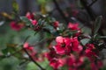 Beautiful pink flowers, Bush with red flowers Royalty Free Stock Photo