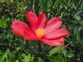 A blooming red camellia