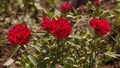 Blooming red carnations Royalty Free Stock Photo