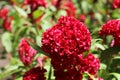 Blooming red celosia or cockscomb with flower petals on crested leaf in garden Royalty Free Stock Photo