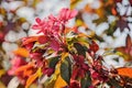 Blooming red cherry tree in spring sunny garden Royalty Free Stock Photo