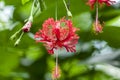 Blooming Red China Rose Flower