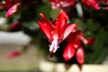 Blooming Red Christmas Cactus (Schlumbergera) Royalty Free Stock Photo