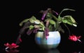 Blooming Pink Christmas Cactus schlumbergera in a pot on black background. Epiphyllanthus, Epiphyllum, Zygocactus Royalty Free Stock Photo