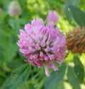 Blooming red clover and green grass close-up. Royalty Free Stock Photo