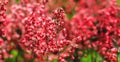 Blooming red coral bells. Beautiful landscape with colorful burgundy flowers. Amazing field of spring or summer plants in