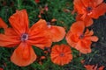 Blooming red-coral poppies group, close-up detail, soft blurry green grass background bokeh Royalty Free Stock Photo