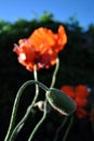 Blooming red-coral poppies and soft fluffy green buds on long stems, close-up detail, soft blurry dark leaves and blue sky Royalty Free Stock Photo