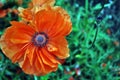 Blooming red-coral poppy, close-up detail top view, soft blurry green grass Royalty Free Stock Photo