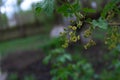 Blooming red currants