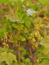 Blooming red currants.Tassels of yellow flowers close-up on the branches of currants