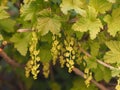 Blooming red currants.Tassels of yellow flowers close-up on the branches of currants