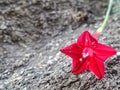 Blooming red Cypress vine flower on rough tree bark texture background in the garden Royalty Free Stock Photo