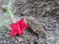 Blooming red Cypress vine flower on rough tree bark texture background in the garden Royalty Free Stock Photo