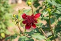 A Blooming Red Dahlia Flower Bud