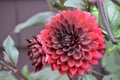 Blooming Red Dahlia Flowers Royalty Free Stock Photo