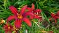 Blooming Red Daylilies