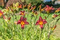 Blooming Red Daylily Flowers Royalty Free Stock Photo