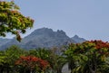 Blooming red Flamboyant tree, mountain in background, Tenerife landscape Royalty Free Stock Photo