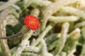 Blooming Red Flower of Kleinia pendula, Inch Worm Succulent Plant on Blurred Natural Background