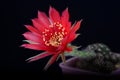 Blooming red flower of Lobivia cactus on black background Royalty Free Stock Photo