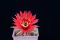 Blooming red flower of Lobivia cactus on black background Royalty Free Stock Photo