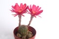 Blooming red flower of Lobivia cactus on  white background Royalty Free Stock Photo