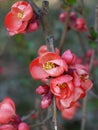 Blooming red flower