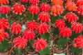 Blooming red flowering cactus Royalty Free Stock Photo
