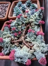 Blooming red flowers large plant crassula in a pot closeup