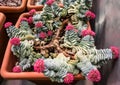Blooming red flowers large plant crassula in a pot