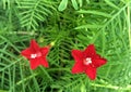 Blooming Red flowers of Cypress Vine o green leaves Royalty Free Stock Photo