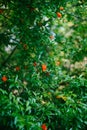 Blooming red flowers pomegranate tree in the garden Royalty Free Stock Photo