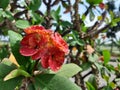 blooming red flowers with yellow splotches adorn it thrives beautifully Royalty Free Stock Photo