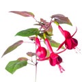 blooming red fuchsia flower is isolated on white background, `Marinka`, closeup