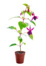 blooming red fuchsia flower in pot is isolated on white background, close up Royalty Free Stock Photo