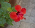 Blooming red geranium pelargonium flower head close up on cobble stone background, selective focus Royalty Free Stock Photo