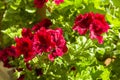 Blooming red geranium Royalty Free Stock Photo