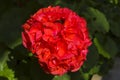 Blooming red geranium Royalty Free Stock Photo