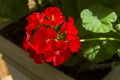 Blooming red geranium Royalty Free Stock Photo