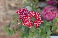 Blooming red geranium with the white stripes Royalty Free Stock Photo