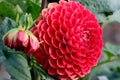 Blooming red Gergina flower